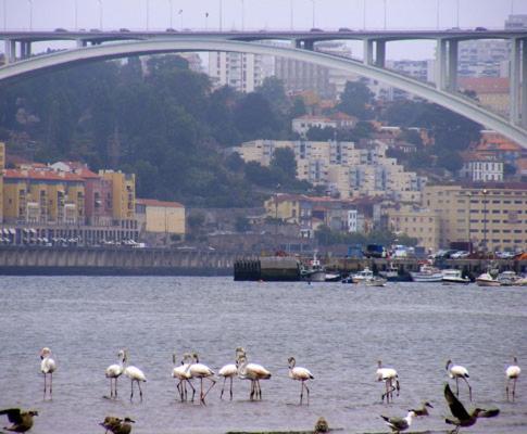 Appartement Porto Arrabida Gaia, Big Comfortable, 4or6 Pax, Ground Floor Vila Nova de Gaia